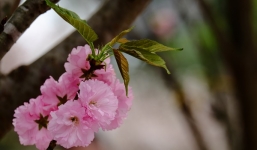 Lễ hội Hoa anh đào 2016: Đào thật đua nhau khoe sắc